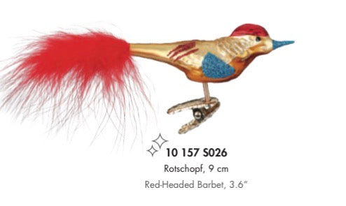 Red Headed Barbet Bird Pre Order