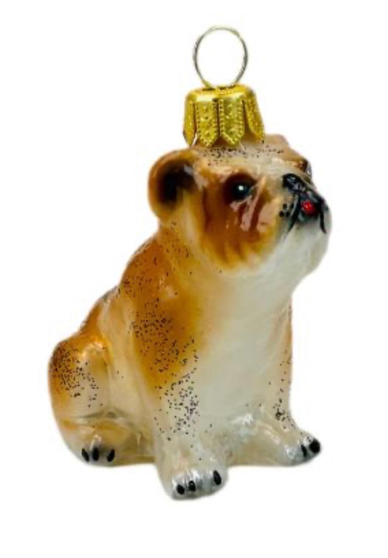 English Bulldog