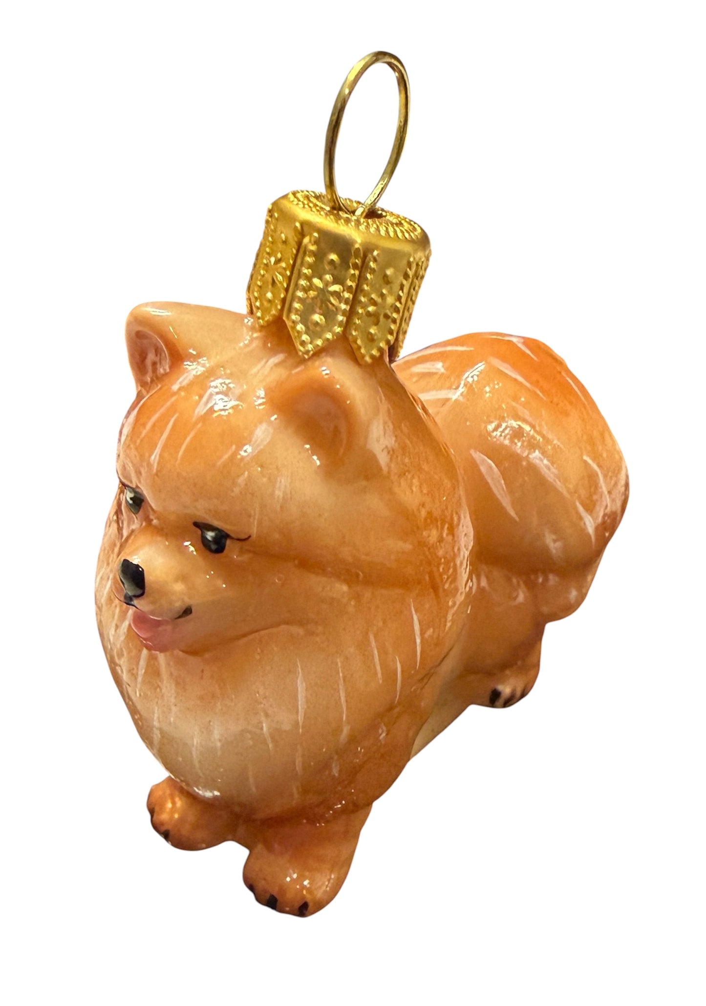 Little Pomeranian